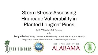 Storm Stress: Assessing Hurricane Vulnerability in Planted Longleaf Pines
