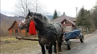 🔥🐎💯 жеребчик ФУНТ💯🐎🔥 перевозимо зерно.
