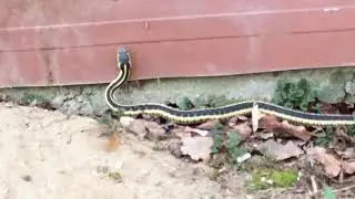 Snake enters house through crack. I find an un broken robin&rsquo;s egg!