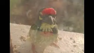My little bird once again