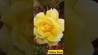 Captivating Yellow Rose!  ☺️  #yellowrose