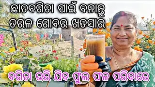 ଛାତବଗିଚା ପାଇଁ ବନାନ୍ତୁ ତରଳ ଗୋବର ଖତସାର || ବଗିଚା ଭରି ଯିବ ଫୁଲ ଫଳ ପରିବାରେ || Odia Terrace Garden