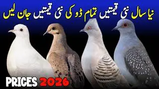dove bird price in pakistan 2026 | pied dove price update | common dove price in pakistan| dove bird