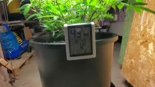 Gorilla Zkittles - Mother Plant