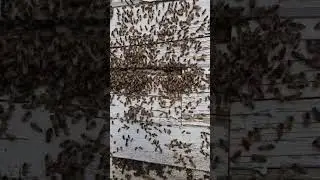 To catch a swarm #bee #beekeeping