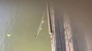 2019 alligator gar