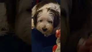 #Our dog loves popcorn