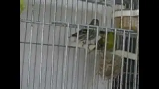 Cria&ccedil;ao carduelis spinus