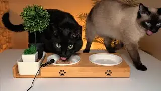 Cats eating tuna & treats - ASMR