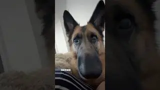 Have you had a sweet potato chews before? #jupi_thegsd #germanshepherd #torontodogs #dogtreats