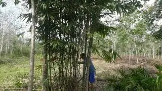 Cutting Indonesian Bamboo Tree