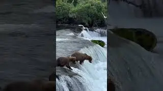 Mesmerizing watching the #redsalmon jump into the #BrooksFalls