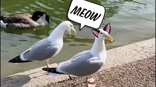 Meowing Seagulls