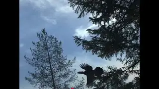 Suomenpystykorva Martan  matka linnunhaukkujaksi.