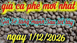 giá cà phê hôm nay ngày 1/12/2026