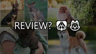 dog and fox