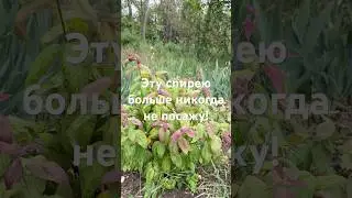 Спирея макрофилла не для юга - не сажайте! #садоводство #сад