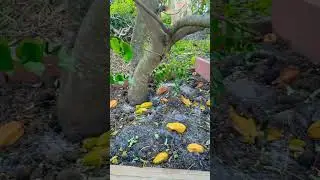 After severe cold my starfruits tree !!!