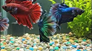 The Night Will Rock Your Soul To Sleep |Smoot Relaxing Music at Night 🎵🐟