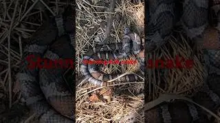 Stunning milk snake flipped under artificial cover @dayhikingandherpingdudes