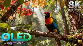 Majestic Birds in Ultra Detail | 16K HDR 240fps Dolby Vision