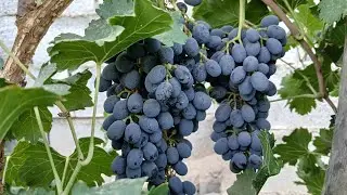 Harvesting Sweet Purple Grapes 🍇✨ | Juicy Vineyard Moments & Nature Sounds 🍃