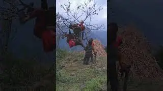 Wow Life is good as a child himalayan mountion village in nepal #mountains #peacefulvillagelife