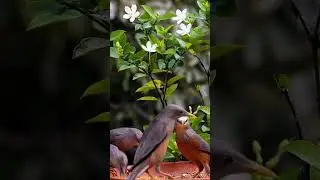 Charming Cute Birds Enjoying Garden Life #Wildlife #viral #trending #shorts