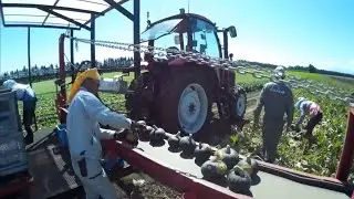 The Farmer - Asian Pumpkin Farming and Harvesting - Amazing Japan Agriculture Farm