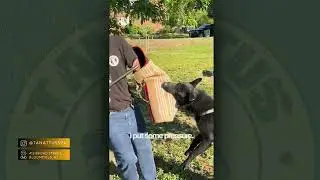 Ethical dog training: confidence instead of fear