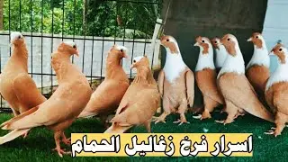 اهم اسرار فرخ زغاليل الحمام اتعلمها هاتبقي فريخ حمام
