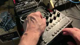 bastl thyme +