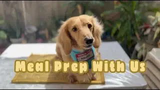 Meal Prep With Us 🍽 | Tales of the Pack 🌭