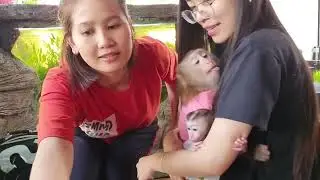 Monkey Baby Nui  Nui go coffee with family flipped