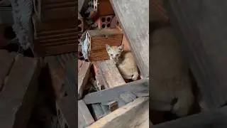 Homeless kitten very scared #cat #love #catvideos #catlover #kitten #shorts