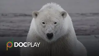 Trade Secret | Official Trailer | DocPlay