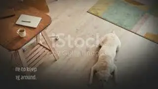 How To Keep Floors Clean With Dogs?