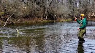Fly fishing for lake run Brown trout
