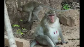 Monkey Janna  Walk Follow Mum Jane Monkey,Feb26,2022/U-Share Mk107
