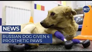 Russian Dog Given 4 Prosthetic Paws | The Moscow Times