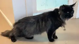 Zeus Lord of Lightening | MAINE COON CAT GROOM