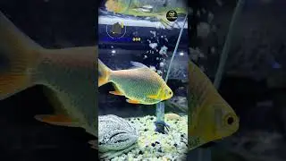 #fish #bulun #bulun #funny #love #koi #cow #amirkhanvoice #nature #fruit #comedy #fishtank #f #ফ