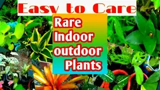 EASY TO CARE INDOOR OUTDOOR PLANTS/  AFFORDABLE  RARE PLANTS #TrendingPlants #Luckyplants