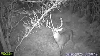 Giant iowa buck.