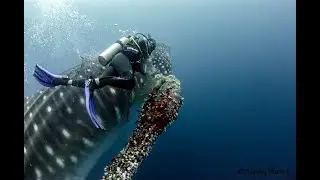 Whale Shark Entangled with Abandoned Net Set Free by Diver- Galapagos