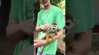Monkey Hanging With His Daddy #monkey #monkeyboocrew