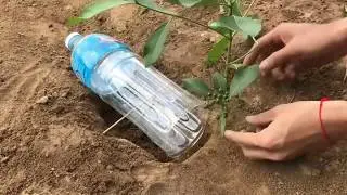 How to Make Simple Bird Trap Using Plastic Water Bottle | Easy to Make Bird Trap