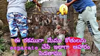 ఈ రకముగా పట్టిన కోతుళ్లకు కావలసిన పండ్లు మేము వేస్తాము దానికి కావాల్సిన నీళ్లు కూడా పెడతాము