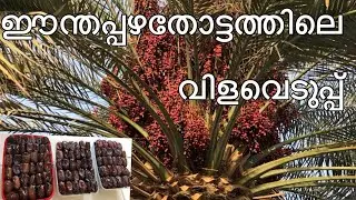 ഈന്തപ്പഴതോട്ടത്തിലെ വിളവെടുപ്പ്#Dates Harvesting