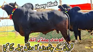 Heavy Black Bulls Gondal Mandi Attock Latest Update 7 April 2025 | Qurbani Bakra Eid
